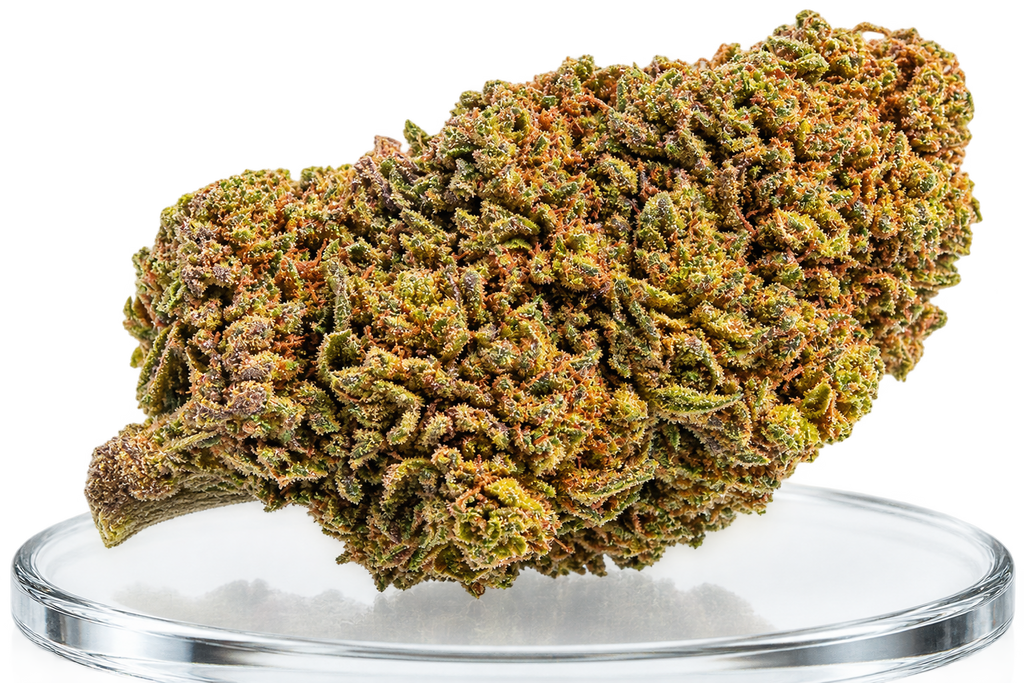 Mango Haze Flor CBD Premium